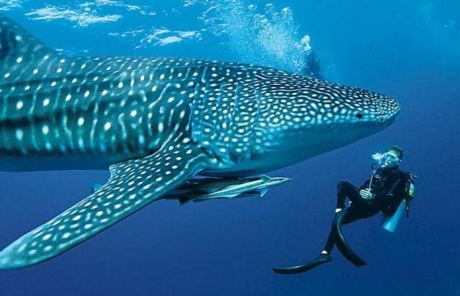 South Ari Marine Protected Area